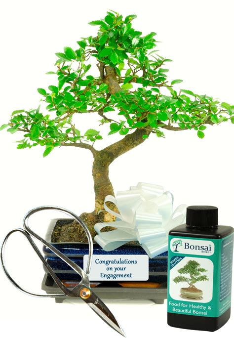 Engagement Bonsai Gift Set