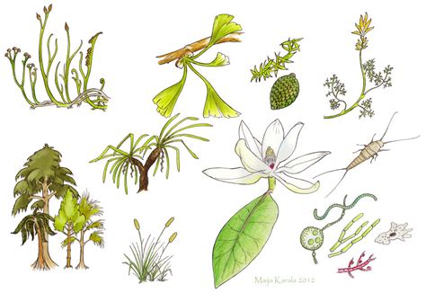 Evolution of Plants by Eurwentala on DeviantArt