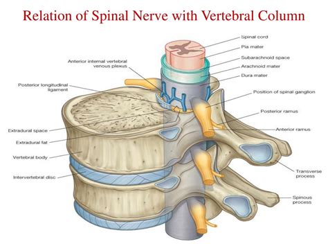 PPT - Spinal Cord PowerPoint Presentation, free download - ID:2155503