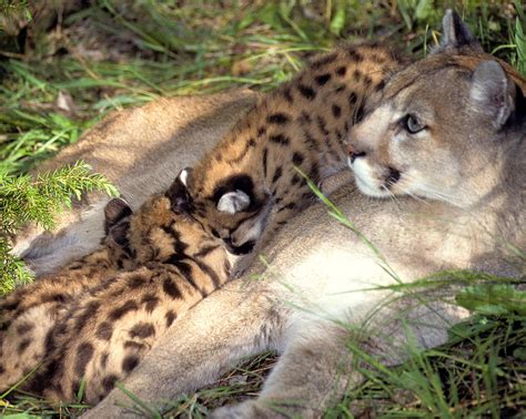 Cougar Mom Nurses Cubs Photograph by Larry Allan