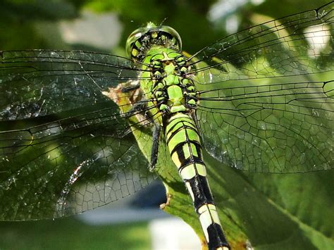 Green & black Dragonfly | Tamara Ramos | Flickr