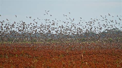 Dove hunting - 4 Seasons Adventures Argentina