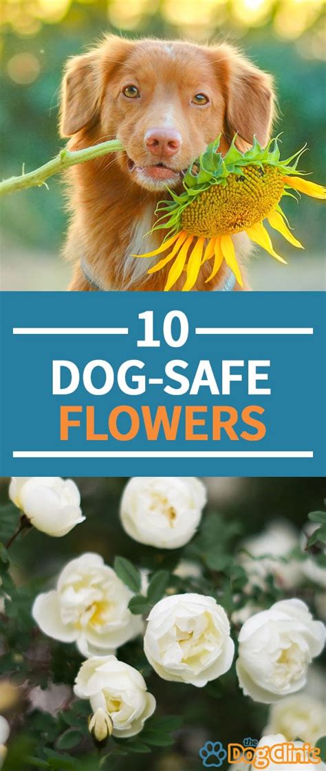 10 Dog Safe Flowers: Beautiful & Non-Toxic for Canines