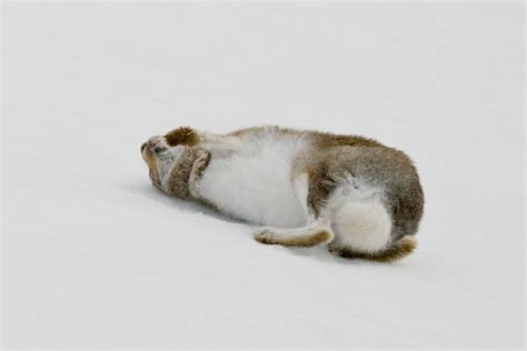 Mountain Hare Rolling in Snow | I recently spent a day in th… | Flickr