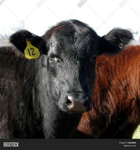 Red Angus Black Angus Image & Photo (Free Trial) | Bigstock