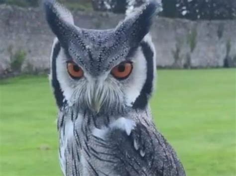 Falconry - Bird Watch | Glenlo Abbey Hotel & Estate