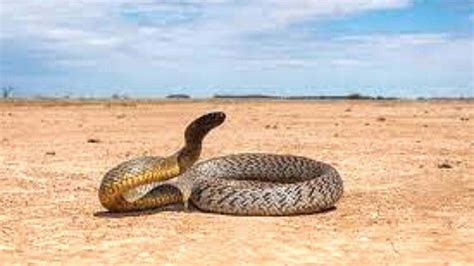 Meet the world’s most venomous snake, the Inland Taipan!