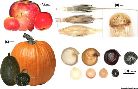 Opinion. Anthropogenic seed dispersal: Rethinking the origins of plant ...