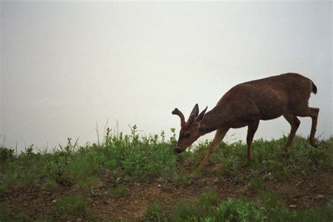 Deterring Deer from the Garden