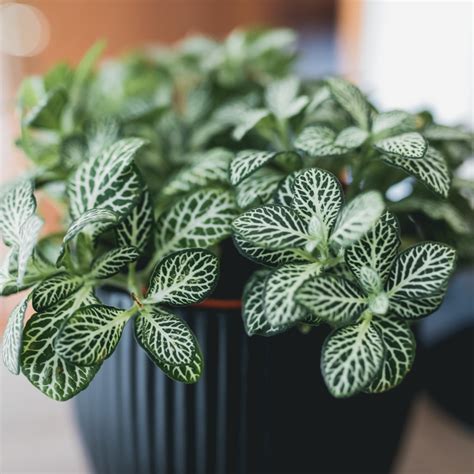 How To Care For Fittonia Nerve Plant Care | intermediasp.com