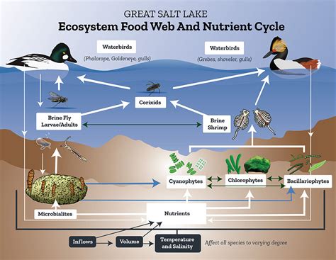 Freshwater Lake Biome Food Web