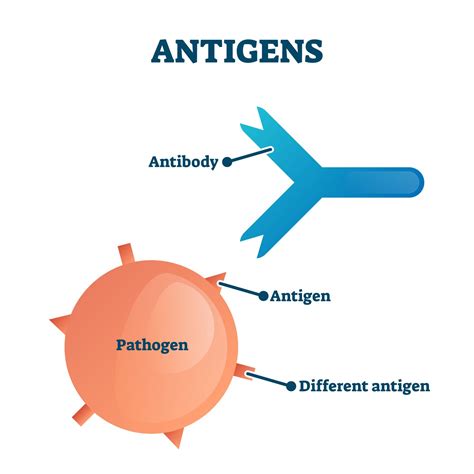 Afweersysteem - antigenen - Nationale Vereniging ReumaZorg Nederland