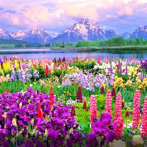 Alaska Wildflower Mix | Created By Nature