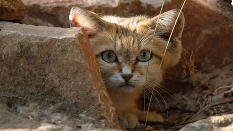 Where Do Sand Cats Live?