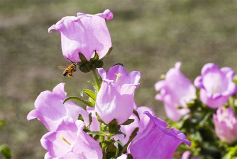 What Are Biennial Plants? (& 10 Popular Biennial Flowers for Your Garden)