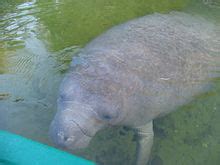 Manatee conservation - Wikipedia