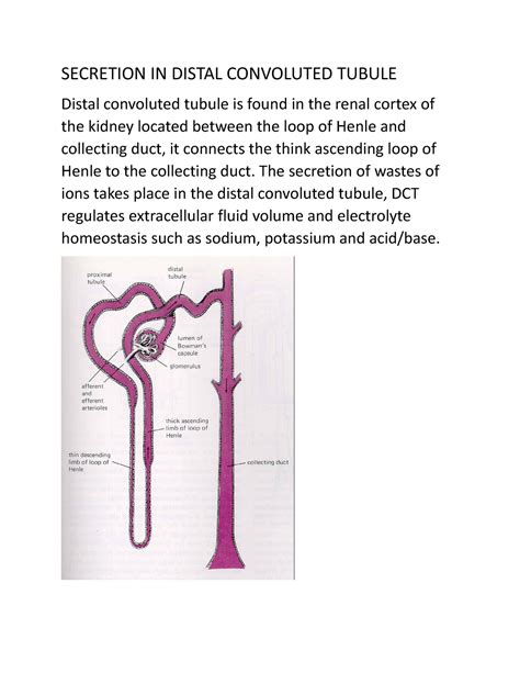 Biology - can be used as presentation - SECRETION IN DISTAL CONVOLUTED TUBULE Distal convoluted ...