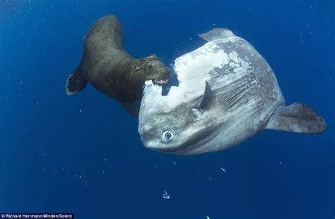 Sealion chomping mola mola : pics | Animals, Fish, Fish pet