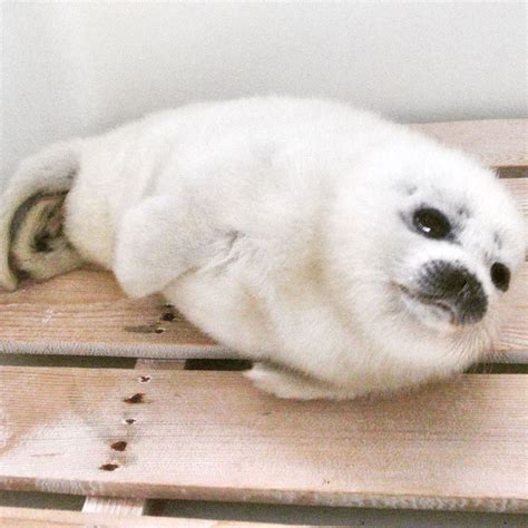 Baby Ponsuke the Ringed Seal chilling in 2022 | Fluffy animals, Cute animals, Seal pup