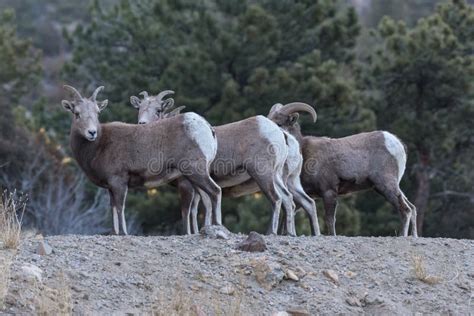 Wild Colorado Rocky Mountain Bighorn Sheep Stock Image - Image of autumn, brush: 140605683