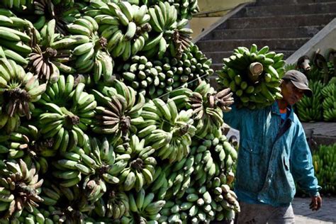 3 Manfaat Kesehatan Pisang Tanduk, Bisa Cegah Anemia! - GenPI.co JOGJA