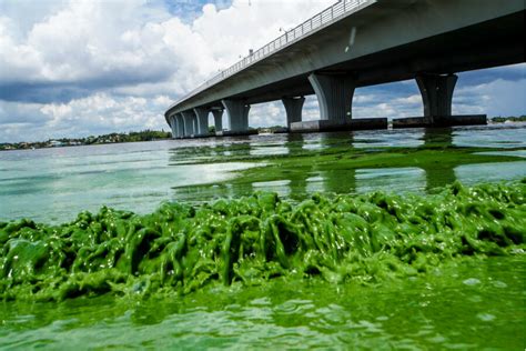 What's behind Florida's algae bloom? Satellite photos reveal clues ...