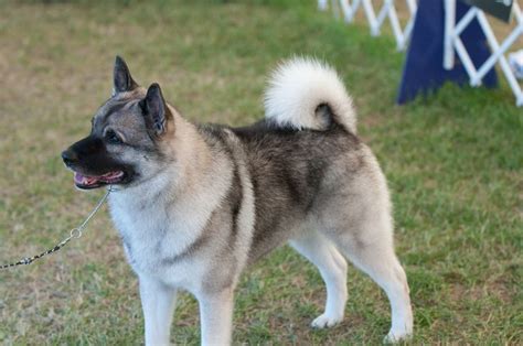 Norwegian Elkhound - Norwegian Elkhound at the Hickories Circuit Dog ...