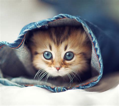 TOP 15 Really Cute Kittens ~ Amits IT Blog (Latest Technology News)