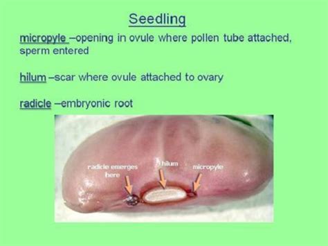 Difference Between Hilum and Micropyle - KnowsWhy.com