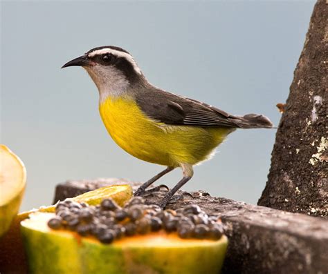 10 Types of BIRDS Found on Trinidad & Tobago! (COMMON) - Bird Watching HQ