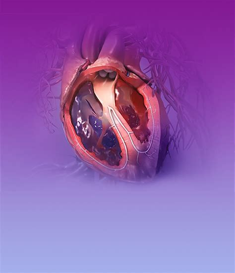 Visible Body 3d Human Anatomy Atlas For Mac