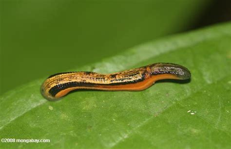 Does the Tasmanian tiger exist? Is the saola extinct? Ask the leeches