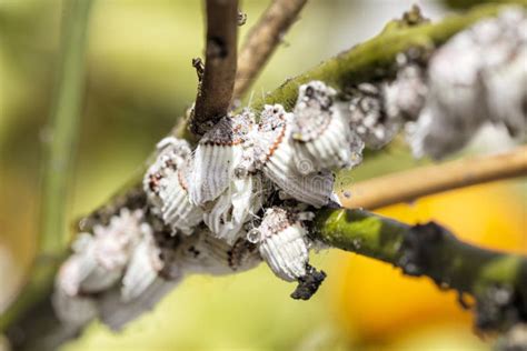 Pest Mealybug Closeup on the Citrus Tree. Stock Image - Image of honey ...