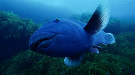 Western Blue Groper | Great Southern Reef