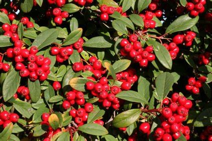 Shrubs Native to Northern Minnesota | eHow