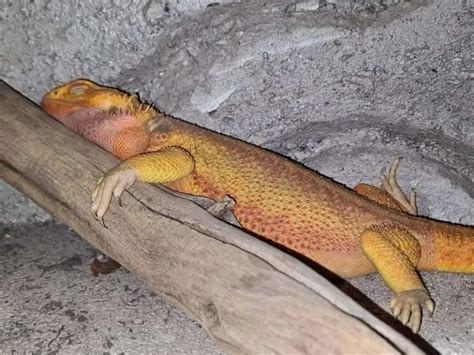 Bearded Dragon Sleeping in the Corner - Reasons + What to Do | Being Reptiles