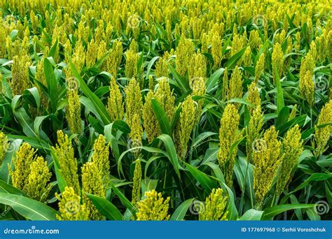 Green Sorghum Grows on the Field Stock Photo - Image of farm, cereal: 177697968