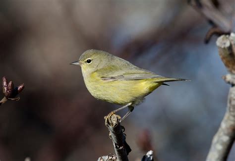 Bev's Nature Blog: Orange-crowned Warbler