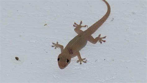 Common House Gecko | MarkEisingBirding