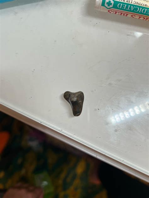 Shark tooth ID - Caspersen Beach Florida : r/fossils