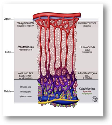 Figure 2: [Schematic presentation of the adrenal...]. - Endotext - NCBI Bookshelf