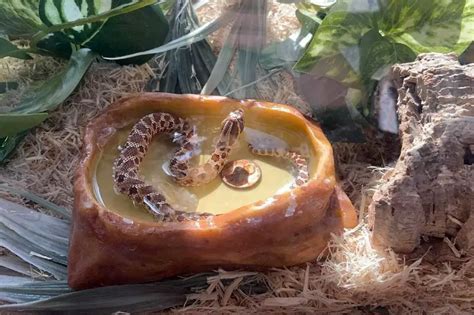 Western Hognose Snake Care Sheet (Complete Guide) - ReptileHow.com