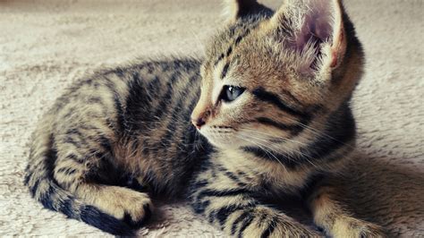 Cute Photogenic Kitten Free Stock Photo - Public Domain Pictures