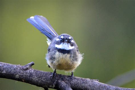 Australian Small Birds at Red Rabbit Farm, Cobargo, NSW Australia ...