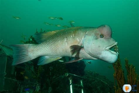 Asian Sheepshead Wrasse | Incredible Facts About Them