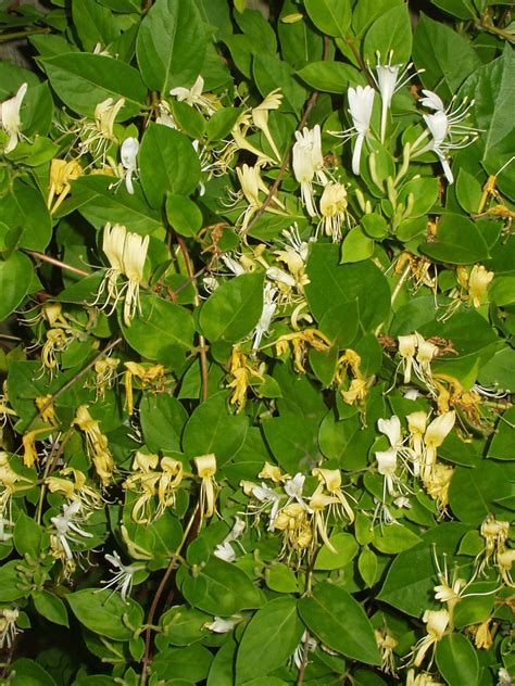 Lonicera japonica - Wiktionary, the free dictionary