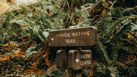 Hoh Rainforest: Hall of Mosses & Spruce Nature Trail