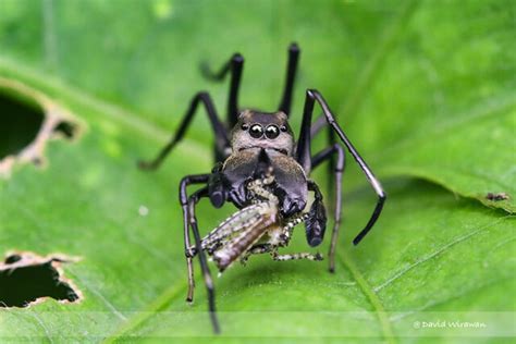 Ant-mimicking Jumping Spider - Singapore Geographic