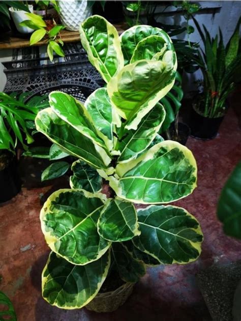 Variegated Fiddle-leaf fig full photo : r/plants