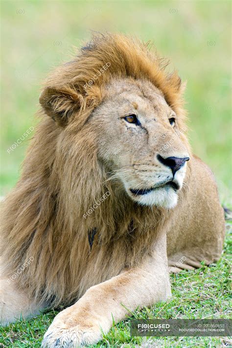 Portrait of resting African lion in natural habitat of Masai Mara Reserve, Kenya, East Africa ...